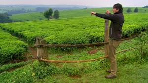 When their trunks are thick and gnarled, they show that their age is much. Huge Tea Plantation This World The Tea Trail With Simon Reeve Bbc Youtube