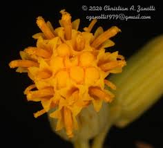 Image result for Oreophyton