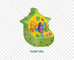 Our global writing staff includes experienced enl & esl academic writers in a variety of disciplines. Plant Cell Vector Image Biology Free Transparent Png Clipart Images Download