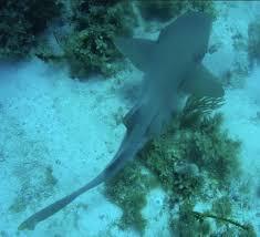 They offer naui classroom and sdi online courses. Carolina Dive Center Group Picture Of Dolphin Dive Little Corn Island Tripadvisor