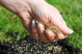 You can create the lawn of your dreams if you grow your grass from seed — you just need to know a few things about seeding, watering, mowing, and weed control. How To Repair Bald Spots In Your Lawn Hgtv