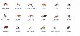 Bathroom Bugs Identification Bug Identification Bugs Stink Bugs