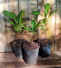 Image result for Garcinia livingstonei