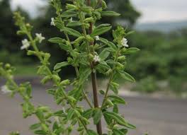 Image result for Pycnostachys verticillata