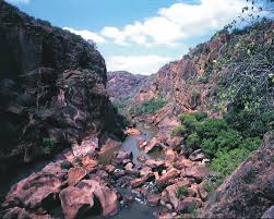 Image result for Pavetta catophylla