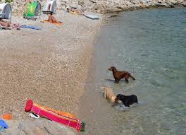 Sonnenschutz ist für empfindliche kinderhaut besonders wichtig. Kroatien Urlaub Mit Hund Unterkunfte Ratgeber Kroati De