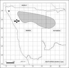 Image result for Petalidium englerianum