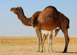 Pin On Animal Kingdom