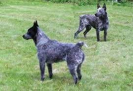 Australian Stumpy Tail Cattle Dog Breed Info Images Videos Faqs