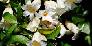 Image result for Rothmannia globosa