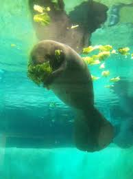 Bishop Museum Of Science And Nature Events Epac Munches On Some Lettuce Animals Manatee South Florida Museum
