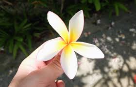 Check spelling or type a new query. 10 Street Plants In Singapore You Never Knew Were Edible