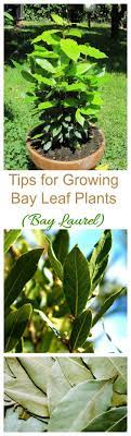 Bay Leaf Plants How To Grow And Care For Bay Laurel Bay Leaf Plant Plants Organic Gardening Tips