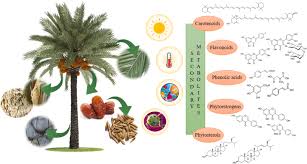 Image result for Arecaceae