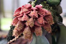 Image result for Bulbophyllum prorepens