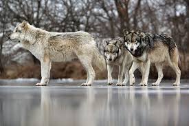 Wolf Park In Battle Ground Indiana Battle Ground Indiana Wolf Park Battle Ground
