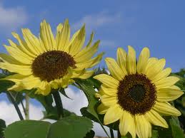 Cover holes you made and then immediately water and keep the soil damp. Sunflower Growing Rhs Campaign For School Gardening
