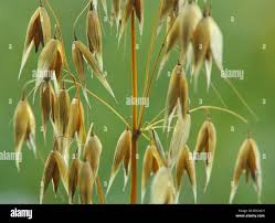 Image result for Avena sativa
