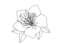 Die blume des lebens als muster zum download und ausdrucken. Malvorlagen Blumen Und Bluten Ausmalbilder Fur Kinder