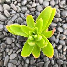 Image result for Crassula capitella
