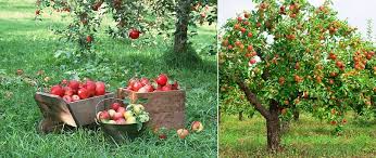 Summer pruning can be used, however, to slow down overly vigorous trees or trees that are too large. Fruit Trees To Prune Or Not To Prune Caragh Nurseries