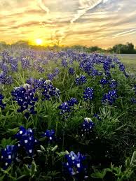 Place and disagree on whether it is a weed or a wildflower. Bluebonnets In Washington County Texas Posts Facebook