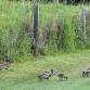 Cooroy Golf Club/Social Club Combined