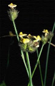 Image result for Stylosanthes