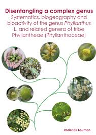 Image result for Phyllanthus ovalifolius