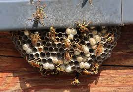 If you have a hornet nest problem, don't panic! How To Get Rid Of Wasps Updated For 2021