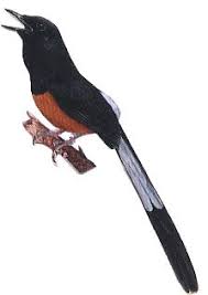 Penangkaran murai batu bahorok original. Pin My Pets Share Your Pets Story Desain Grafis Grafis Burung