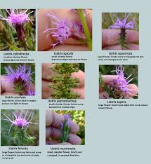 Image result for Pycnostachys schliebenii