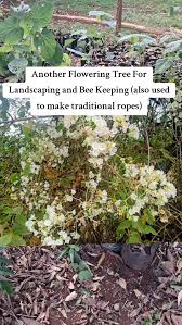 Image result for Rothmannia manganjae