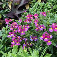 Image result for Nemesia