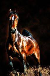 Two Feet Move Your Body Four Feet Move Your Soul Meaning Horse Your Perfect Ride Companion With Images Beautiful Horse Pictures Horses Beautiful Horses