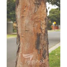 Image result for Lophostemon confertus