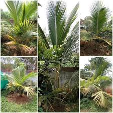 Do you have the space for a grand specimen and do. Bengaluru Home Gardeners Find Their Mojo During The Pandemic Citizen Matters Bengaluru