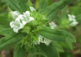 Image result for Spermacoce senensis