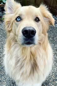 They were recognized by the american kennel club in 1925 and were the first american kennel club obedience trial champion. 10 Golden Retriever Mixes You Need To See To Believe Daily Paws