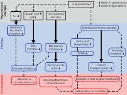 Generally, a process flow diagram is an indispensable tool in modern engineering application since it can be used in various stages of process engineering: Influence Of Gastrectomy For Gastric Cancer Treatment On Faecal Microbiome And Metabolome Profiles Gut