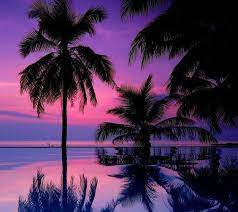 Zedge Wallpaper Google Search Sunset Wallpaper Palm Trees Wallpaper Sky Aesthetic