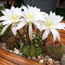 Instagram Photo By The Horticult May 1 2016 At 5 33pm Utc Blooming Cactus Cactus And Succulents Perennial Shrubs