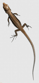 lagartija sin piernas de burton podarcis muralis aeolian lagarto de la pared lagarto italiano lagarto animales reptil a escala fauna png klipartz burton podarcis muralis aeolian lagarto