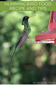 4 cups of h 2 0 (regular tap water is perfect) 1 cup granulated cane sugar. Hummingbird Food Recipe Tips For Attracting The Birds All Natural Ideas