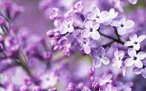 Spring Season Flowers Wallpapers Spring Flowers Wallpaper Purple Spring Flowers Flower Wallpaper