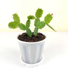 My heirloom cactus when my grandparents moved out of their farmhouse last year, i came into possession of my grandma's sprawling but sadly neglected. Christmas Cactus Schlumbergera Plant Online From Nursery Nisarga