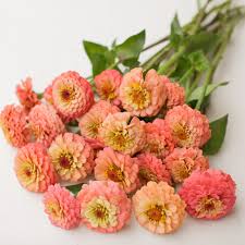 Some might still be attached to the base of a petal. Zinnia Oklahoma Salmon Flower Farm Zinnias Zinnia Flowers