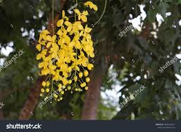 Image result for Cassia ferruginea