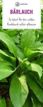 Barlauch Anpflanzen Den Wilden Knoblauch Selbst Pflanzen 2019 Wild Garlic Plant Wild Garlic Container Gardening Vegetables