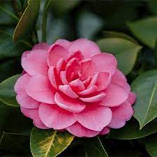 Symbolic Meanings Of Flowers That You Ve Been Wanting To Know Flower Meanings Flowers White Rose Symbolism